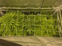 8D1D29AE-F5EF-4247-9C00-EBEABA0B17D1