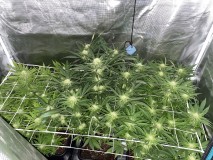 7915DF74-F2EB-42D4-98F7-8B4E70778472