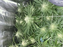 11566C87-2D94-403A-A433-A3DABB19FAF1