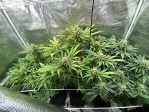 4C92C749-1152-4F72-9E01-57B7DDF7BF71