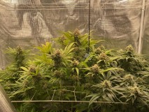 A79F4B23-941B-41FF-A7F9-2A4DBAB1D24A