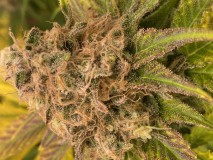 18AC0BC9-5DE2-4279-85C5-4AB2956AA696