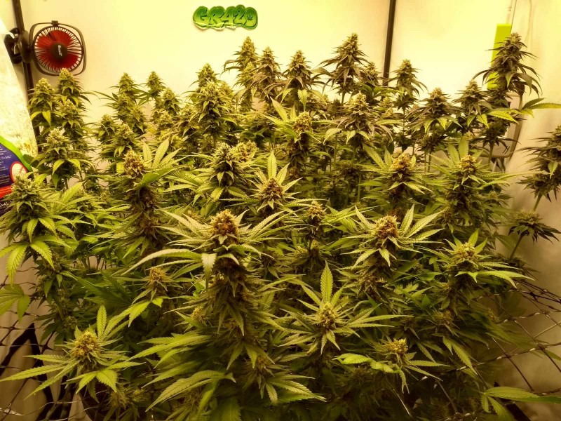 IMG_20200616_180508914_HDR