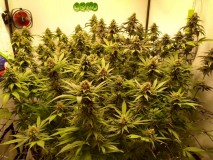 IMG_20200616_180508914_HDR