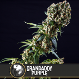 grandaddy_purple_cannabis_seeds_7