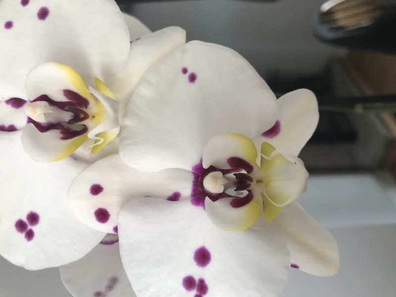 D1F49F76-DD15-4239-91F4-BA2642F28BFF