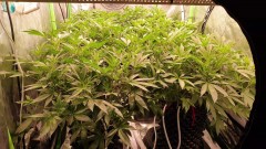 VideoCapture_20200621-113730