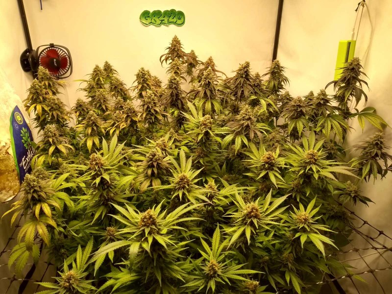 IMG_20200623_173708045_HDR