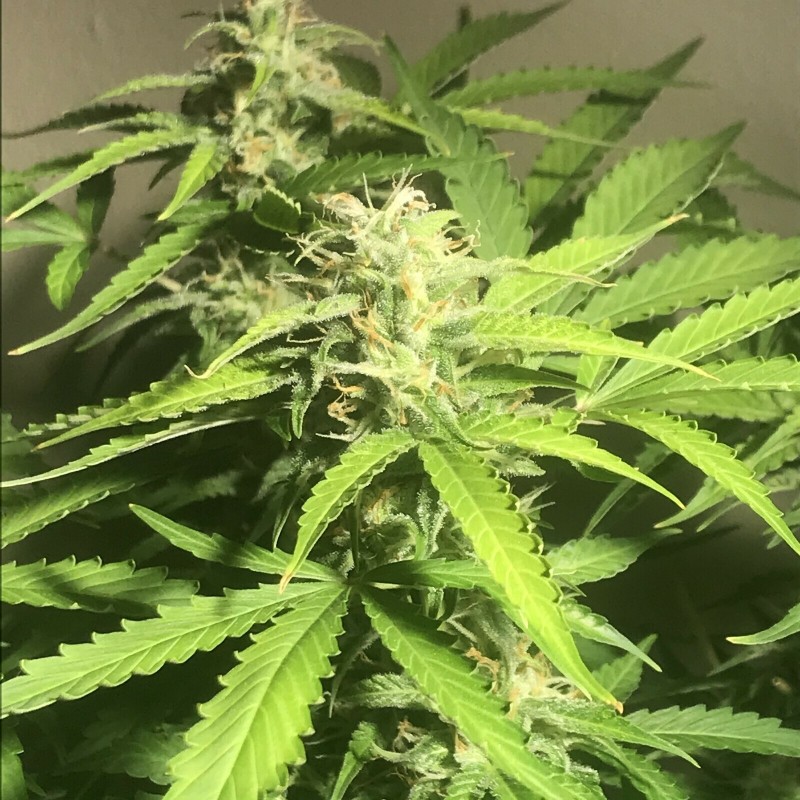 F2A5413A-084F-400E-ABA0-D25536712641