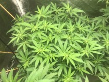 181C13FC-A13D-4506-96BA-2A540F89DDB8