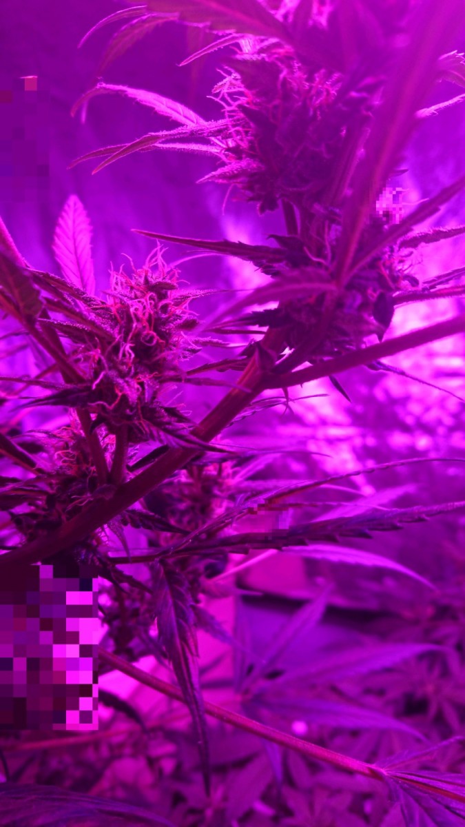 obscura1593093724175