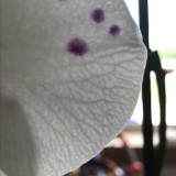 0256ECA5-AB95-4D2E-AF15-3382CDB5BE20