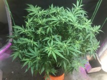 0A89F19E-5A71-4C03-9783-22D38EDCFDE7