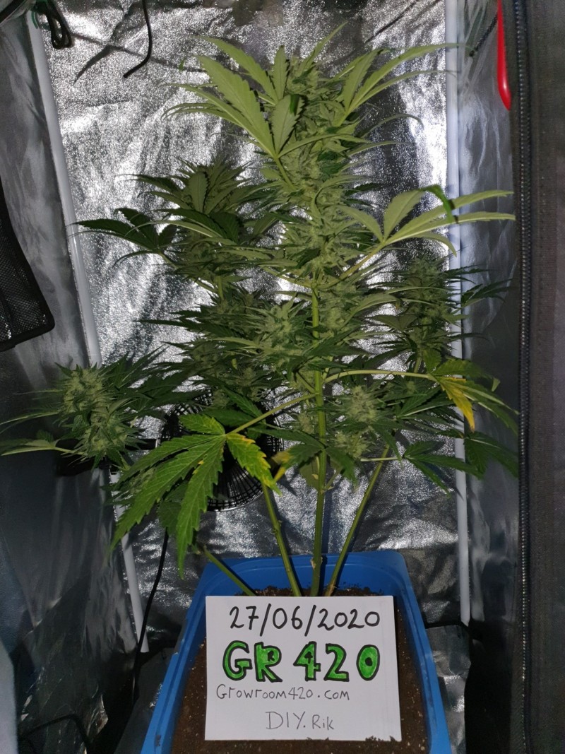 obscura1593258294454