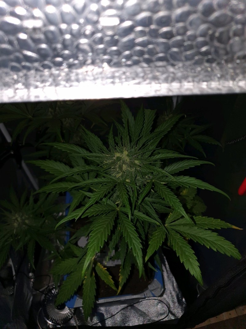 obscura1593258301234