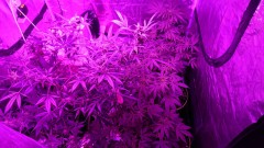 obscura1593261116469