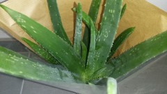 Aloe vera