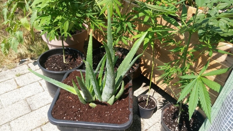 Aloe vera