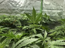 748922E0-69ED-44A4-981C-F4AD0ED9277F