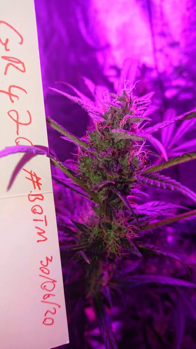 obscura1593525989742