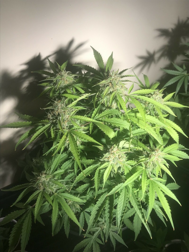 62155996-D361-4424-B467-5CF06B63D7B4