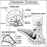 interieur-trichomes-cannabis-fonctionnement-910x910