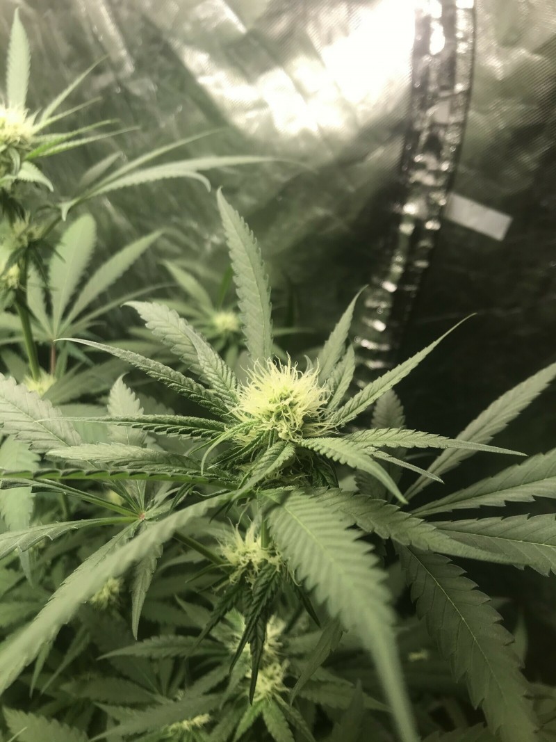 BE7C75AD-FAF2-433D-A9C5-0994F661E8EB