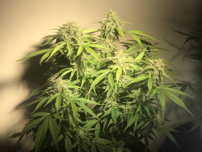 3D4F1BAE-2F90-471F-BBA8-133EBD7BBC6A