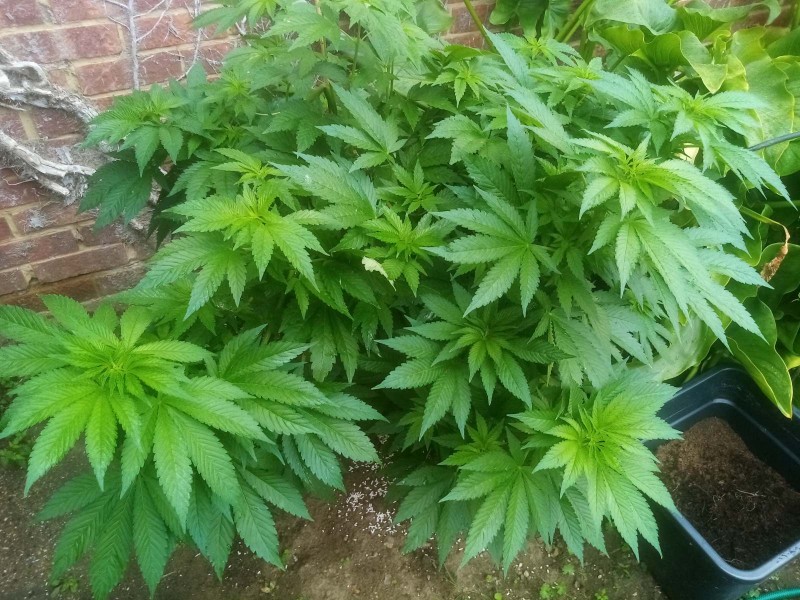 Cheese Feminized Outside Grow