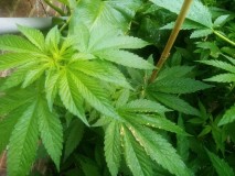 Cheese Feminized Outside GrowI