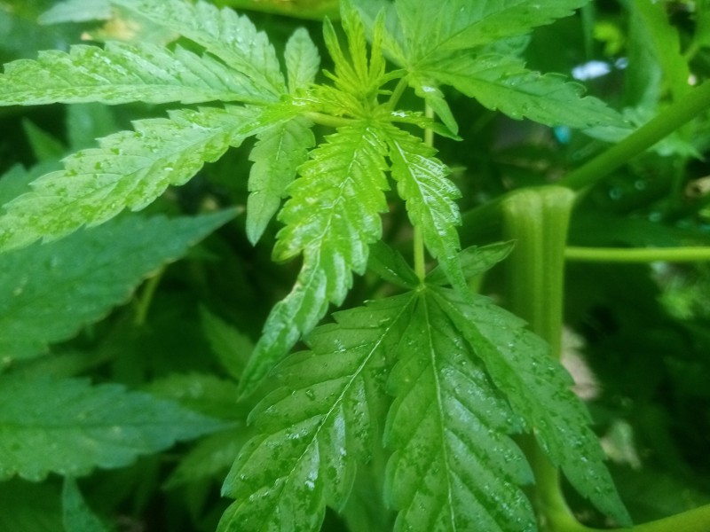 Cheese Feminized Outside Grow