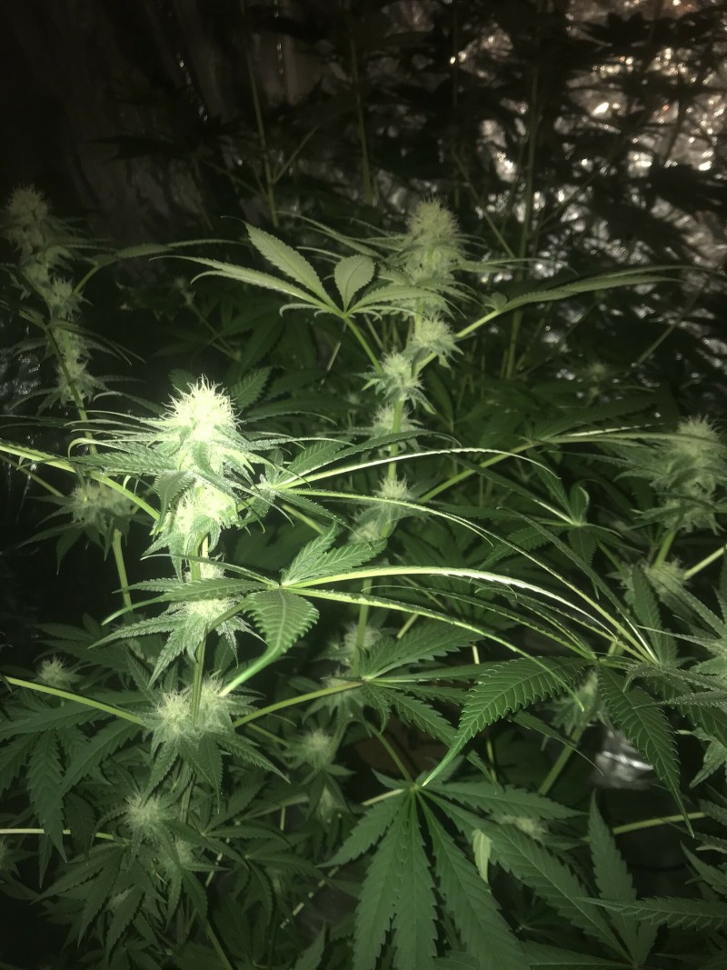 18051C3F-F793-4F84-BE91-7C74C9E5D621