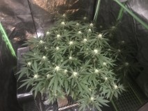 9B2777A8-DF66-4F62-94D6-280DC2E2BB4A