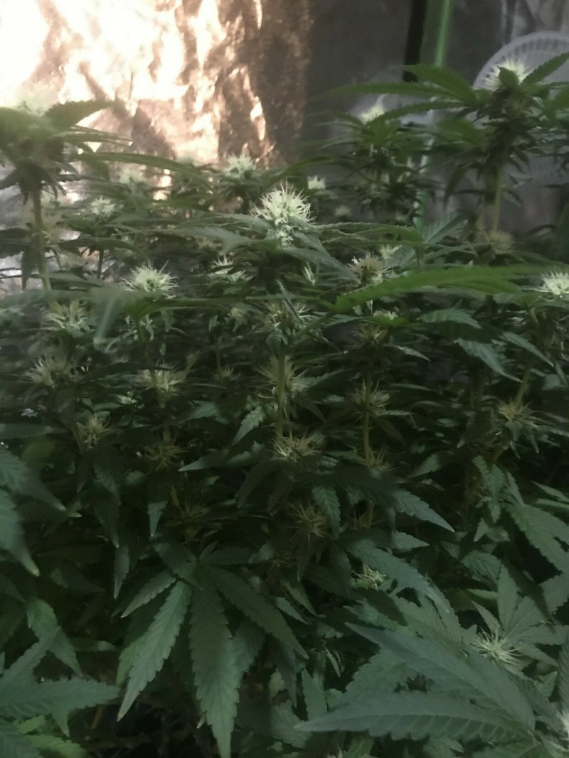 19F5CDD2-41C9-44D2-BE91-08915012AC5E