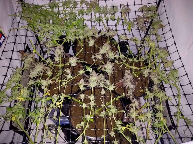 IMG_20200629_140510076