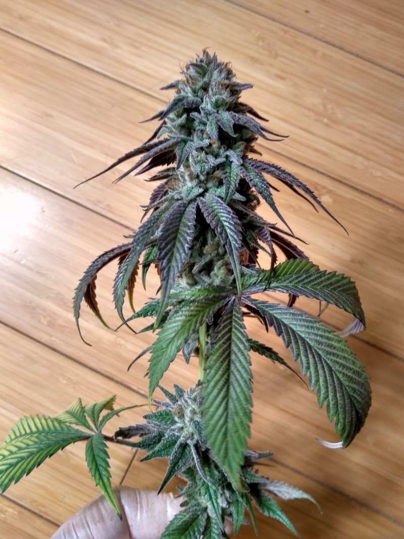 IMG_20200628_183019784_HDR