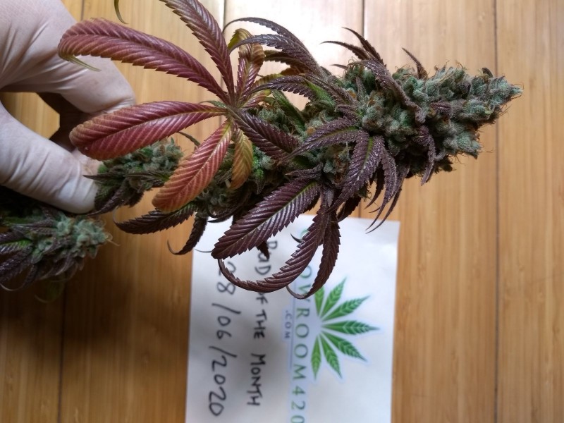 IMG_20200628_183239962