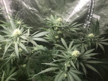 68EC9F14-3D77-4769-BD3A-643644F77DF1