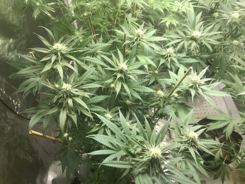 A74DA0F5-30FE-40FE-9FA4-0477F8D4F075