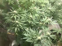 A74DA0F5-30FE-40FE-9FA4-0477F8D4F075