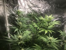 9A194D6A-D23D-48EF-AA2E-BEB90389D230