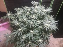 FBF63246-62FE-469B-AF98-A550888E86E4