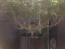 B8B67B12-1D12-4DCA-AAA9-65F9AE005442