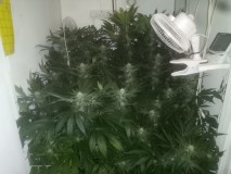 Cheese Feminized