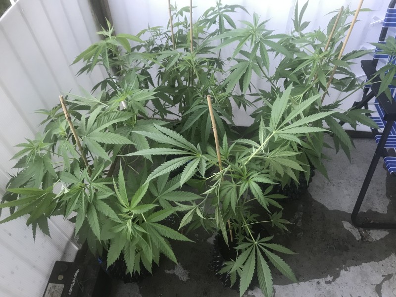 61E18A93-8D62-4961-96FD-9FAA0FA07D96