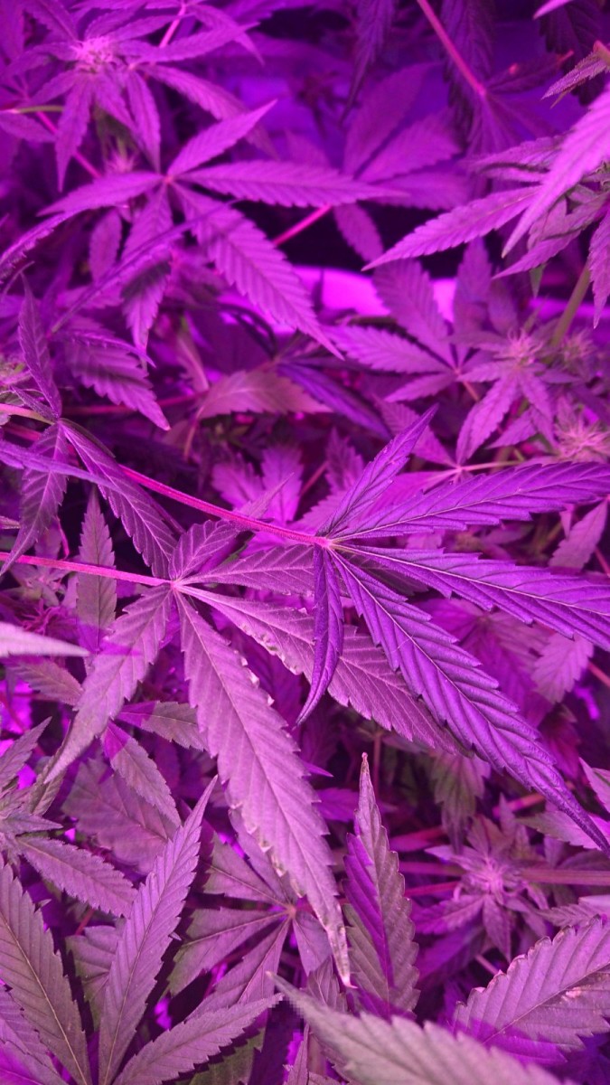 obscura1594335048751