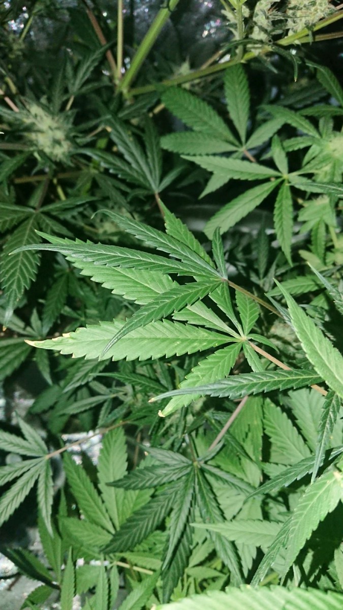 obscura1594336068406