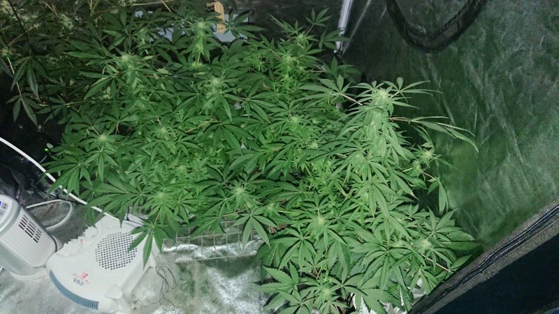 obscura1594337939998