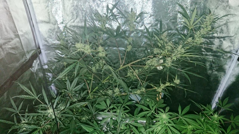 obscura1594337939998