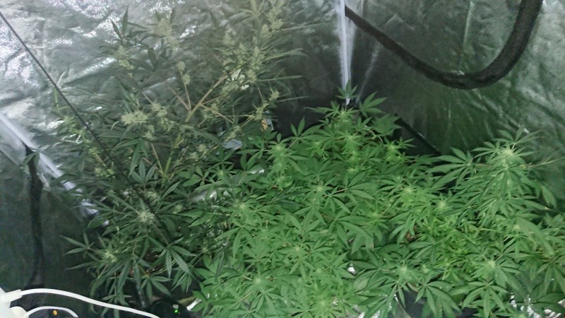 obscura1594337939998